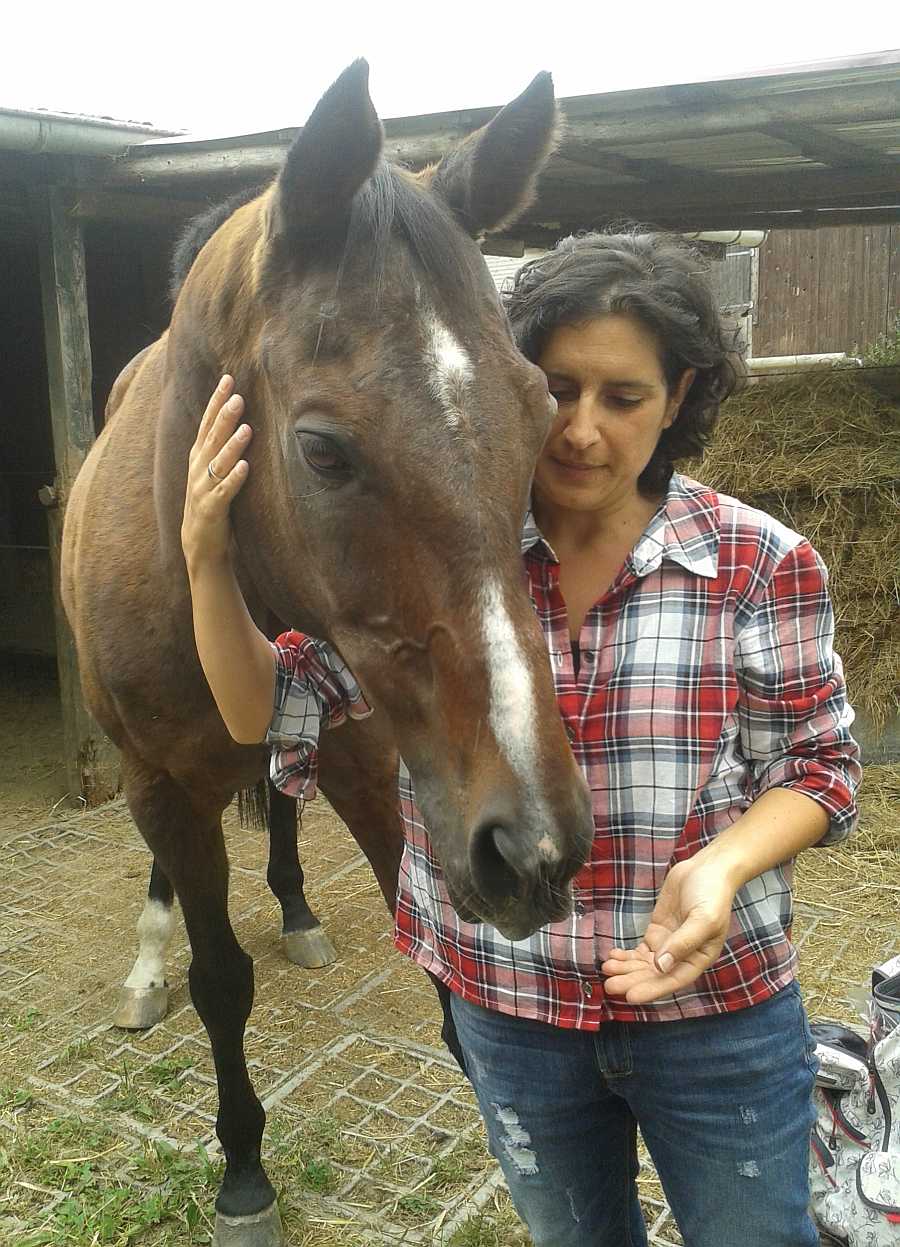 Tierheilpraktiker Pferd