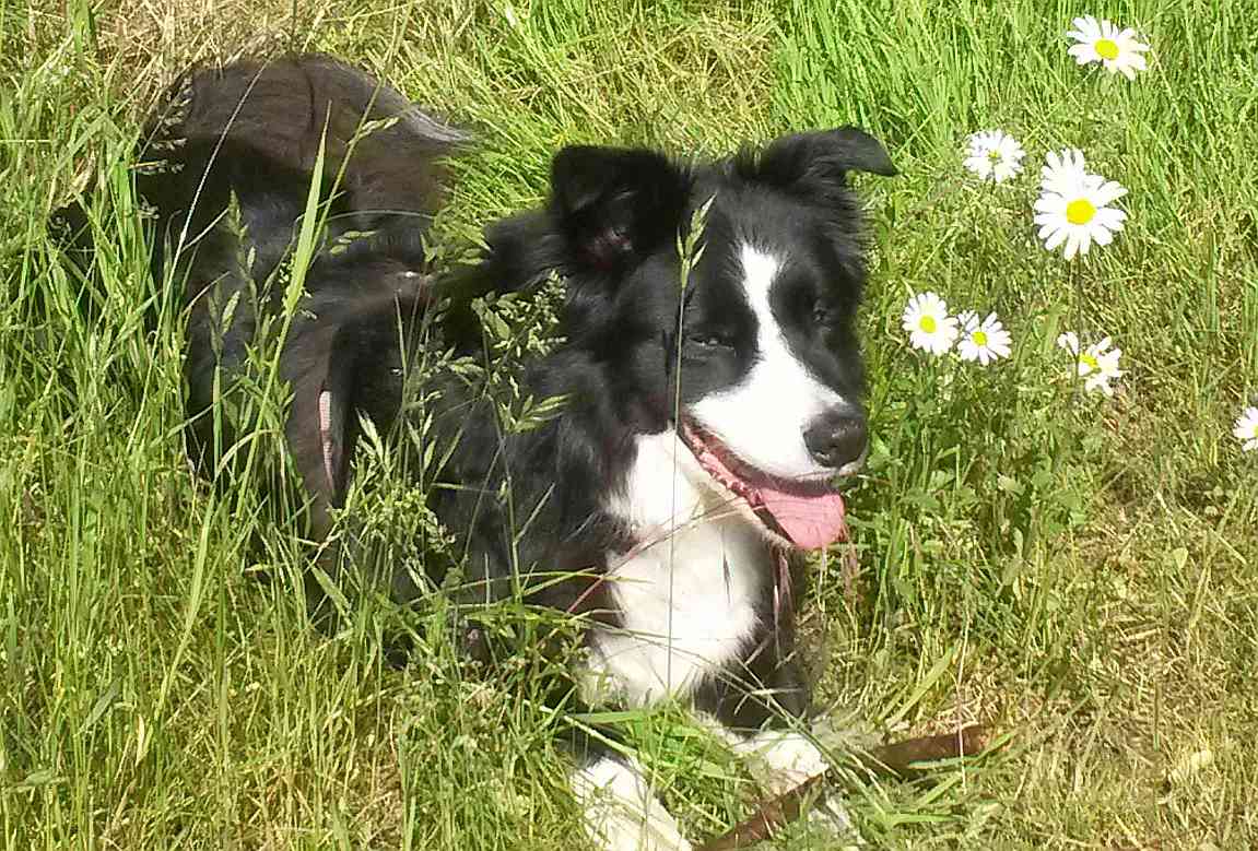 Tierheilpraktiker für Hunde, Katzen, KLeintiere